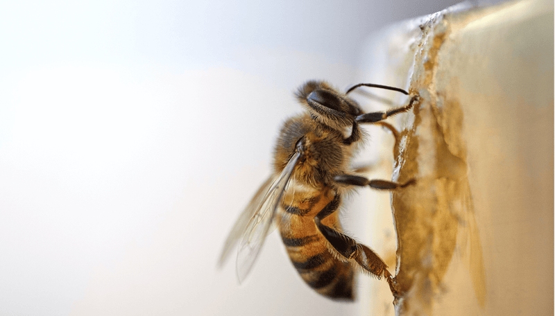 photo-apitherapie-apidermatologie